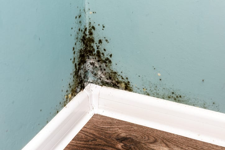 KEEP YOUR HOME FREE FROM MOLD AND MILDEW